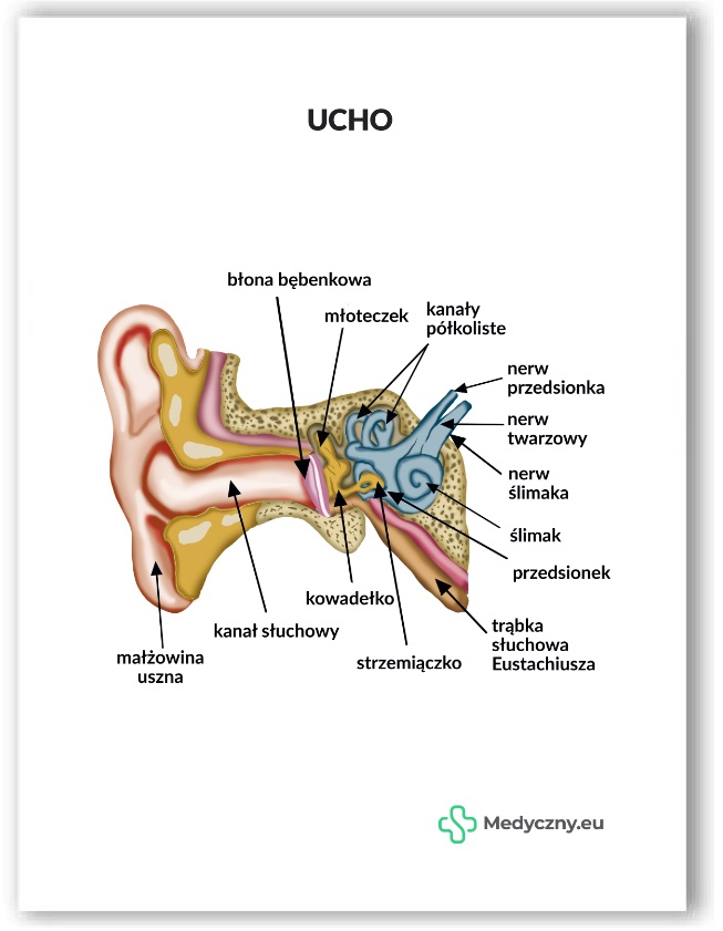 Plansza anatomiczna- Ucho