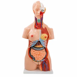 Lebensgroßer anatomischer Mannequin mit freiliegenden inneren Organen (Lunge, Herz, Gedärme) zur Ausbildung.