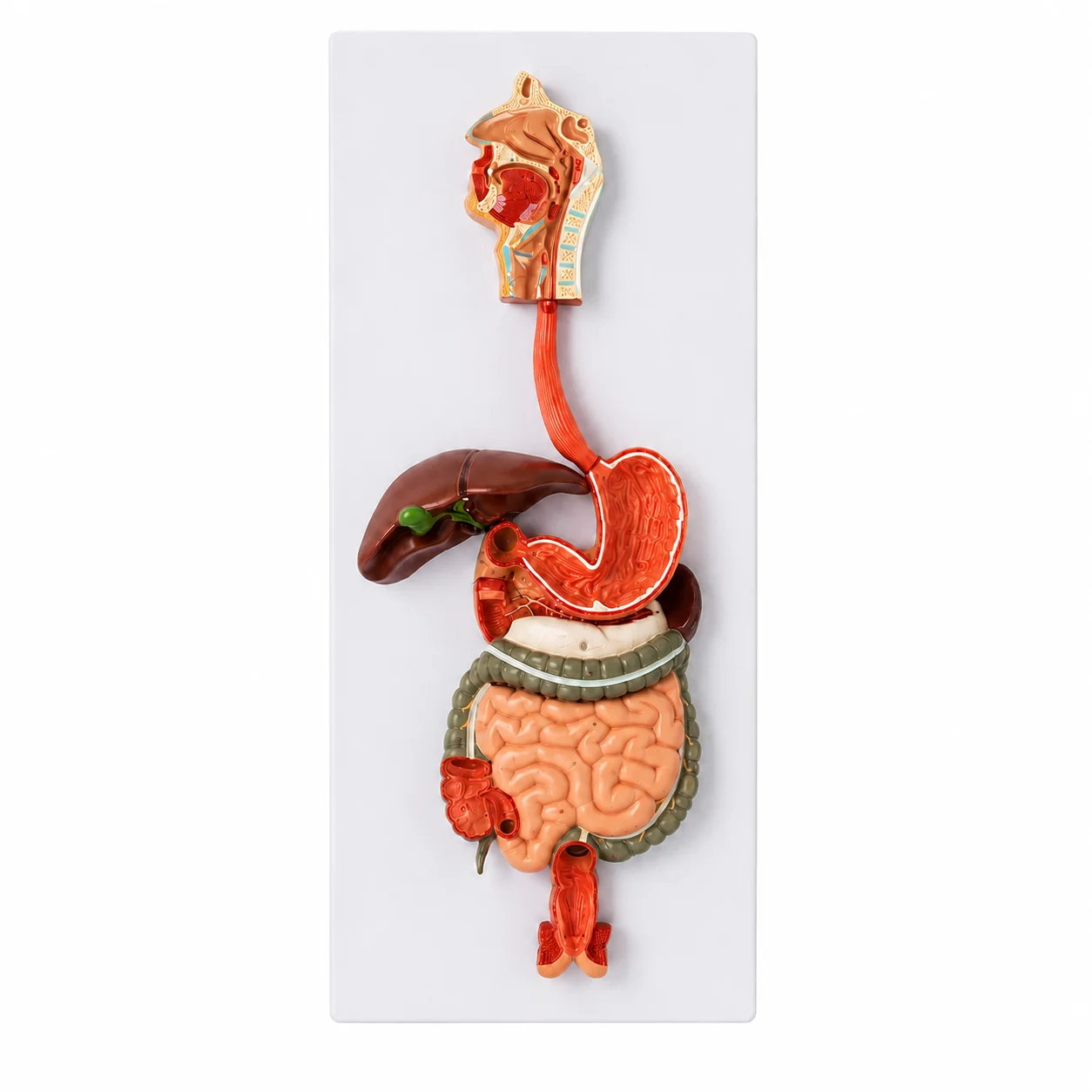 Ein anatomisches Modell des menschlichen Verdauungssystems, montiert auf einer weißen Tafel, das Speiseröhre, Magen, Därme und Leber zeigt.