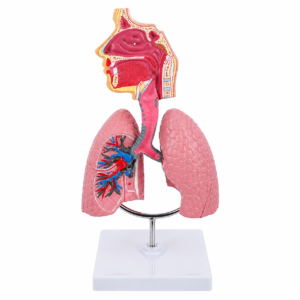 Anatomisches Modell des menschlichen Atmungssystems aus Kunststoff mit rosa Lungen, Luftröhre und nasalen/oralen Gängen auf einem Ständer