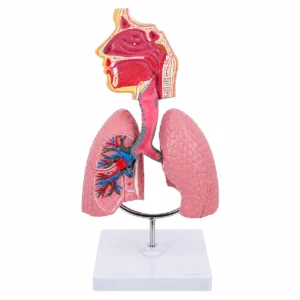 Anatomisches Modell des menschlichen Atmungssystems aus Kunststoff mit rosa Lungen, Luftröhre und nasalen/oralen Gängen auf einem Ständer