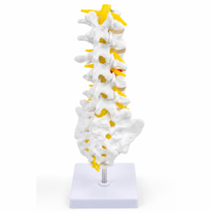Anatomisches Modell der menschlichen Wirbelsäule mit gelben Nerven auf einem weißen Ständer.