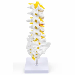 Anatomisches Modell der menschlichen Wirbelsäule mit gelben Nerven auf einem weißen Ständer.
