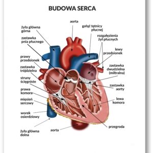 Plansza anatomiczna- Budowa Serca