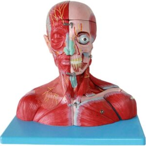 Model mięśniowy głowy i szyi