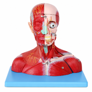 Anatomisches Modell des Oberkörpers mit freigelegten Gesichtsmuskeln auf einem blauen Ständer, das Nerven und Knochen für die Bildung zeigt.
