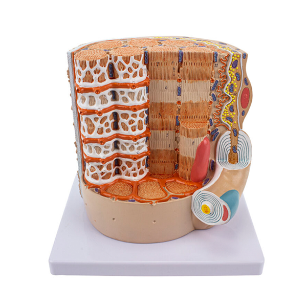 Powiększony model budowy włókna mięśnia