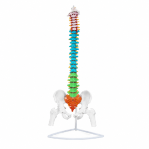 Farbenfrohes anatomisches Modell der menschlichen Wirbelsäule mit Becken auf einem Ständer, das die Hals- bis Lendenwirbel zeigt.