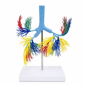 Farbenfrohes anatomisches Modell der Trachea und der sich verzweigenden Bronchien, auf einem Ständer montiert, farbcodierte Atemwege zum Anatomieunterricht.