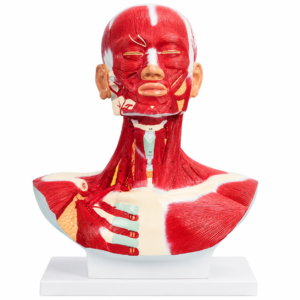 Anatomisches Modell von Kopf und Hals mit freigelegten Gesichts- und Nackenmuskeln auf einem weißen Ständer für den Anatomieunterricht.