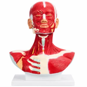 Anatomisches Modell von Kopf und Hals mit freigelegten Gesichts- und Nackenmuskeln auf einem weißen Ständer für den Anatomieunterricht.