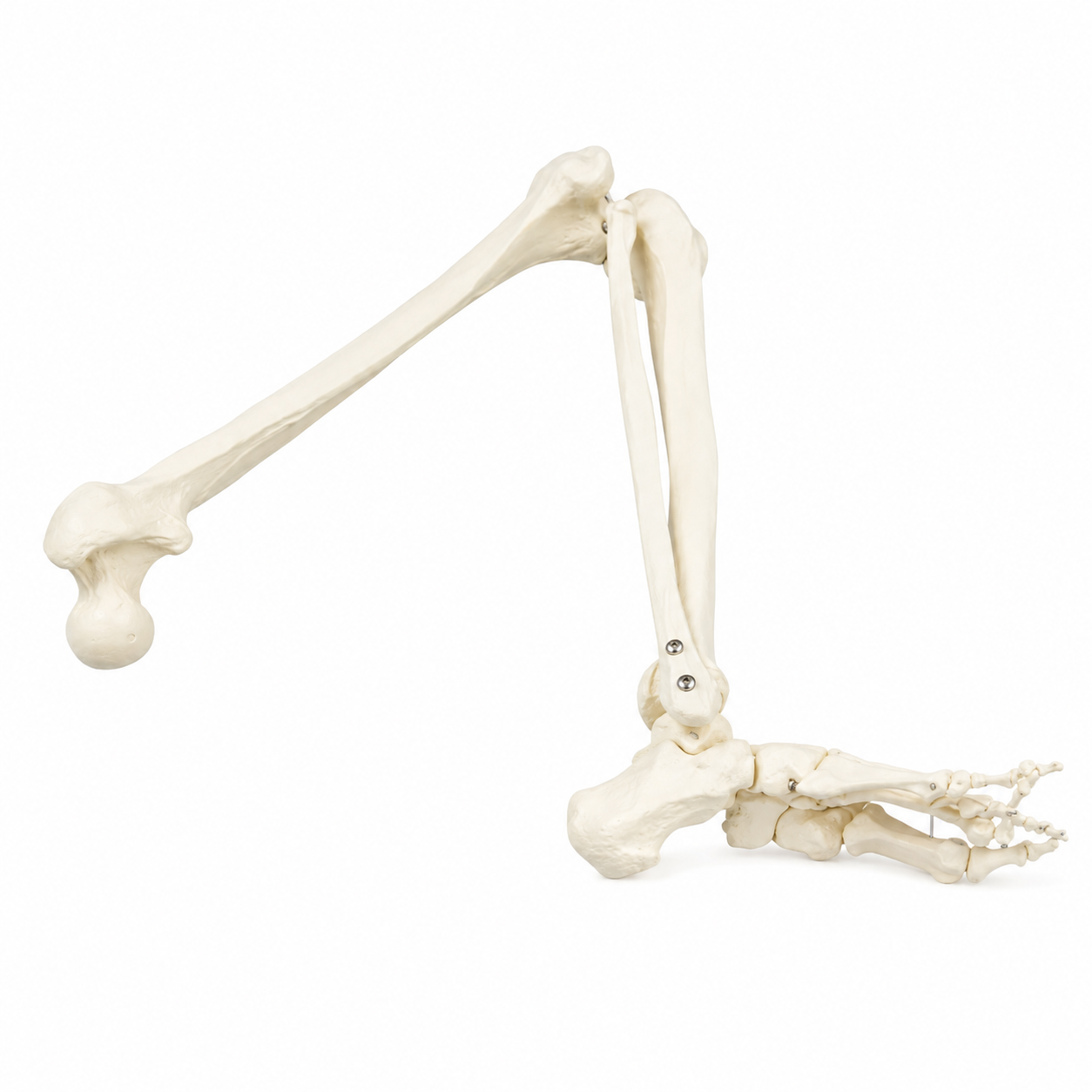 Ein anatomisches Modell eines angehobenen Oberschenkelknochens mit angewinkeltem Knie, das den Femur, die Unterschenkelknochen, Sprunggelenk- und Fußknochen auf weißem Hintergrund zeigt.