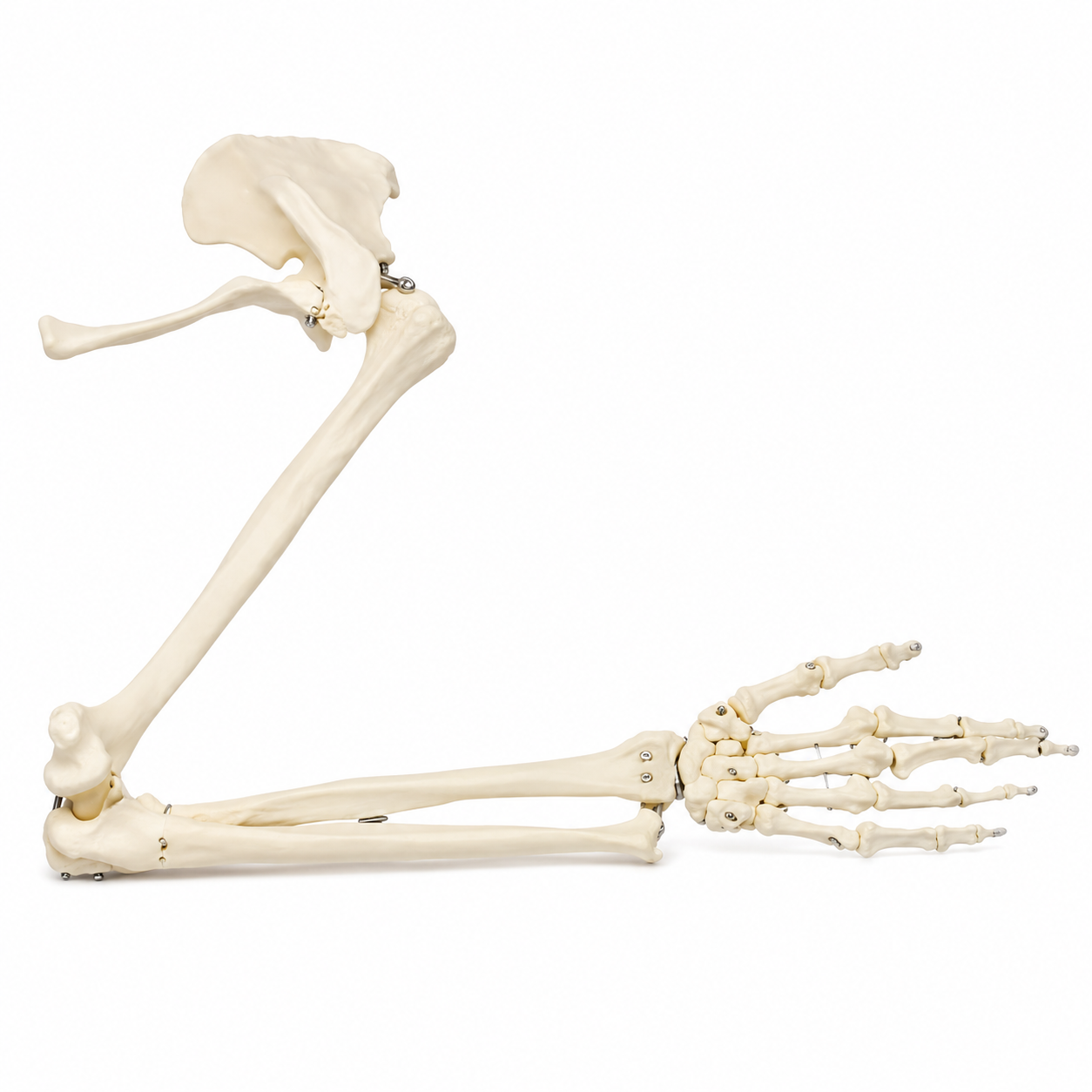 Anatomisches Modell eines Beinskeletts mit Hüfte und Fuß, das an mehreren Gelenken mit Metallschrauben zur orthopädischen Demonstration versehen ist.