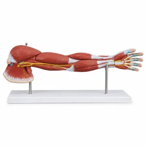 Anatomisches Modell eines menschlichen Arms, das Muskeln, Sehnen und Nerven auf einem Ständer zeigt.