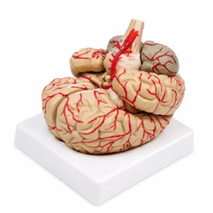 Anatomisches Modell eines menschlichen Gehirns mit roten arteriellen Gefäßen auf einer weißen Displaybasis