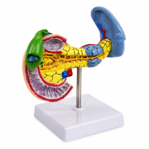 Farbiges anatomisches Plastikmodell des menschlichen Ohres, das Außen-, Mittel- und Innenohr auf einem weißen Sockel zeigt.