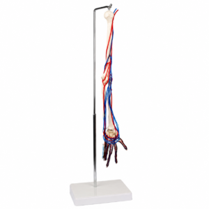 Ein anatomisches Armmodell mit Knochen, roten Arterien und blauen Nerven auf einem Metallständer mit weißem Sockel, das die Gefäß- und Nervensysteme im Unterarm und in der Hand hervorhebt.