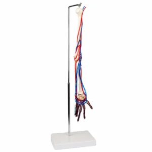 Ein anatomisches Armmodell mit Knochen, roten Arterien und blauen Nerven auf einem Metallständer mit weißem Sockel, das die Gefäß- und Nervensysteme im Unterarm und in der Hand hervorhebt.