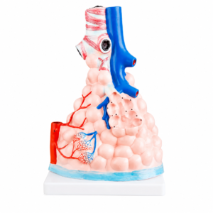 3D-Anatomiemodell von Lungengewebe, das Atemwege, Blutgefäße und Alveolarsäcke auf einer weißen Basis zeigt.