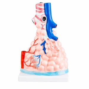 3D-Anatomiemodell von Lungengewebe, das Atemwege, Blutgefäße und Alveolarsäcke auf einer weißen Basis zeigt.