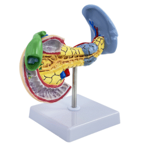 Model śledziony, trzustki i pęcherzyka żółciowego