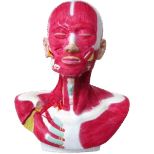 Anatomiczny model głowy, szyi i barku