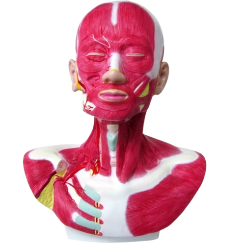 Anatomiczny model głowy, szyi i barku