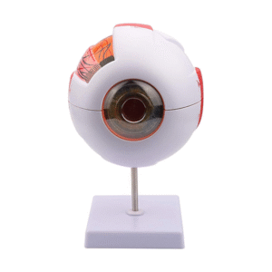 Powiększony model gałki ocznej