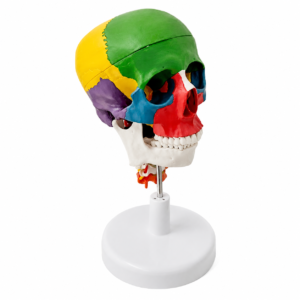 Farblich kodiertes anatomisches Schädellmodelle auf einem Ständer, das Knochenbereiche in Grün, Gelb, Lila, Rot und Blau zeigt.