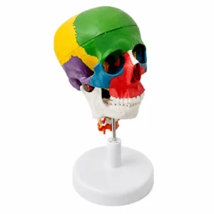 Farblich kodiertes anatomisches Schädellmodelle auf einem Ständer, das Knochenbereiche in Grün, Gelb, Lila, Rot und Blau zeigt.