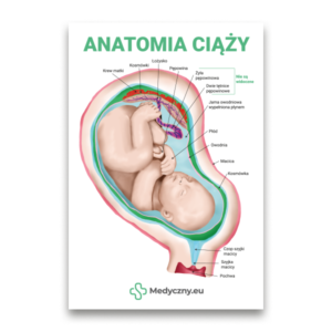 Querschnittsillustration eines Fötus in der Gebärmutter mit anatomischen Bezeichnungen und grüner Aufschrift „ANATOMIE DER SCHWANGERSCHAFT”; pädagogische Poster-Grafik von Medyczny.eu.