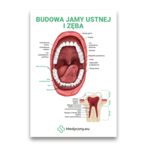 Infografik mit Darstellung des Mundinnenraums und einem beschrifteten Zahnmodell mit polnischen anatomischen Begriffen.