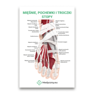 Anatomisches Poster des Fußes mit markierten Muskeln, Sehnen und Bändern, mit polnischen Beschriftungen und dem Medyczny.eu-Logo.