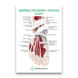 Anatomisches Poster des Fußes mit markierten Muskeln, Sehnen und Bändern, mit polnischen Beschriftungen und dem Medyczny.eu-Logo.