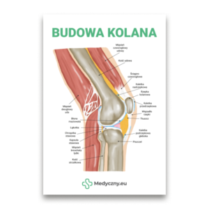 Poglądowy schemat przekroju stawu kolanowego z zaznaczonymi kośćmi i tkankami miękkimi (kość udowa, piszczelowa, rzepka) oraz więzadłami, ścięgnami i kaletkami, po polsku.