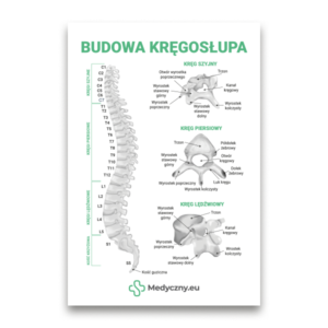 Poster mit dem Titel 'Budowa kręgosłupa' (Aufbau der Wirbelsäule), das ein beschriftetes Wirbelsäulendiagramm (Hals-, Brust-, Lendenwirbelsäule) mit vergrößerten Querschnittsansichten und dem Medyczny.eu-Logo zeigt.