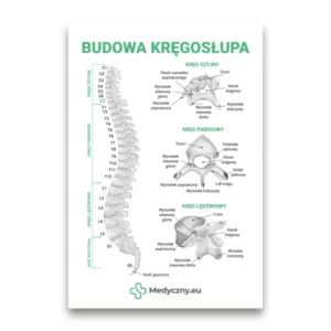 Poster mit dem Titel 'Budowa kręgosłupa' (Aufbau der Wirbelsäule), das ein beschriftetes Wirbelsäulendiagramm (Hals-, Brust-, Lendenwirbelsäule) mit vergrößerten Querschnittsansichten und dem Medyczny.eu-Logo zeigt.