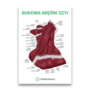 Poster zur Anatomie der Nackenmuskulatur mit beschrifteten Muskeln und dem Titel 'Budowa mięśni szyi' oben sowie einem Medyczny.eu-Logo unten.