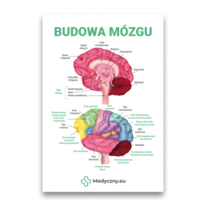 Educational poster showing a colorful labeled diagram of the brain with Polish labels and the title 'Budowa mózgu'.