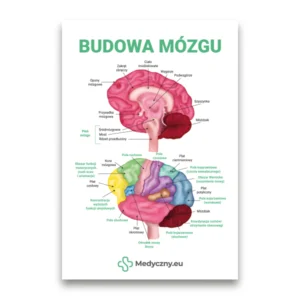 Bildungsplakat, das ein farbenfrohes beschriftetes Diagramm des Gehirns mit polnischen Beschriftungen und dem Titel 'Budowa mózgu' zeigt.