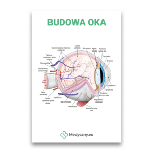 Beschriftetes Querschnittsdiagramm der Augenanatomie auf Polnisch, das Hornhaut, Linse, Netzhaut, Sehnerv, Blutgefäße und umliegende Gewebe zeigt, mit Medyczny.eu-Logo.