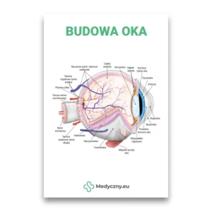 Beschriftetes Querschnittsdiagramm der Augenanatomie auf Polnisch, das Hornhaut, Linse, Netzhaut, Sehnerv, Blutgefäße und umliegende Gewebe zeigt, mit Medyczny.eu-Logo.