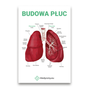 An anatomical diagram of the human lungs with Polish labels and the title 'BUDOWA PŁUC' at top.
