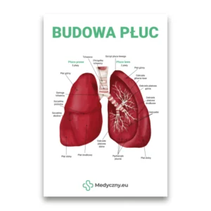 Eine anatomische Darstellung der menschlichen Lunge mit polnischen Beschriftungen und dem Titel 'BUDOWA PŁUC' oben.