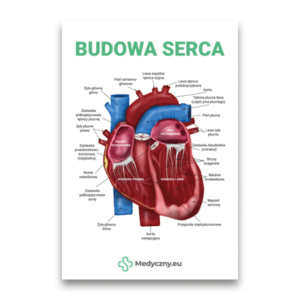 Detaillierte beschriftete Grafik des menschlichen Herzens mit polnischen Beschriftungen, die Kammern, Gefäße und Anatomie zeigt (Titel: Budowa Serca).