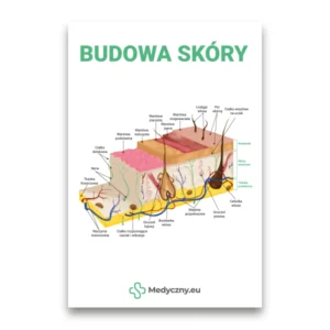 Poglądowy schemat przekroju ludzkiej skóry z oznakowanymi warstwami i strukturami (w języku polskim) zatytułowany 'Budowa skóry'