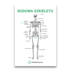 Pädagogisches Diagramm des menschlichen Skeletts mit polnischen Beschriftungen, das Schädel, Wirbelsäule, Brustkorb, Becken und Gliedmaßen zeigt.