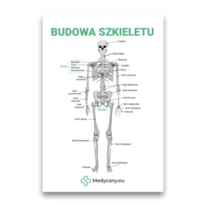 Pädagogisches Diagramm des menschlichen Skeletts mit polnischen Beschriftungen, das Schädel, Wirbelsäule, Brustkorb, Becken und Gliedmaßen zeigt.