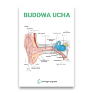 Querschnittsdiagramm des menschlichen Ohres mit beschrifteten Teilen des Außen-, Mittel- und Innenohrs; polnischer Titel 'Budowa ucha' oben.