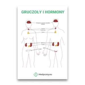 Lehrreiches Diagramm männlicher und weiblicher Körper mit beschrifteten Drüsen (Hypothalamus, Hypophyse, Schilddrüse, Nebennieren, Bauchspeicheldrüse, Eierstöcke, Hoden) über Hormone.